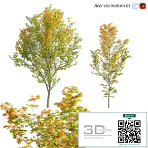 Acer circinatum | Vine Maple 01