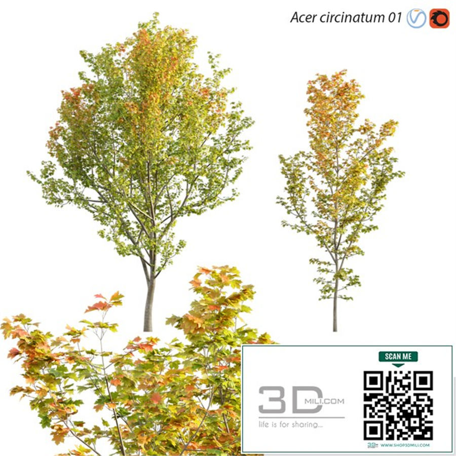Acer circinatum | Vine Maple 01