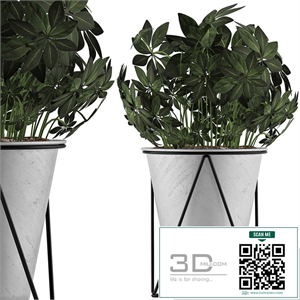 Plants Collection 92 Schefflera Arboricola