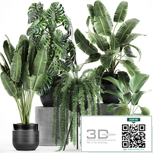 Collection of plants in black pots with Monstera, banana palm, strelitzia, fern, calathea lutea, luxury decor. Set 710.