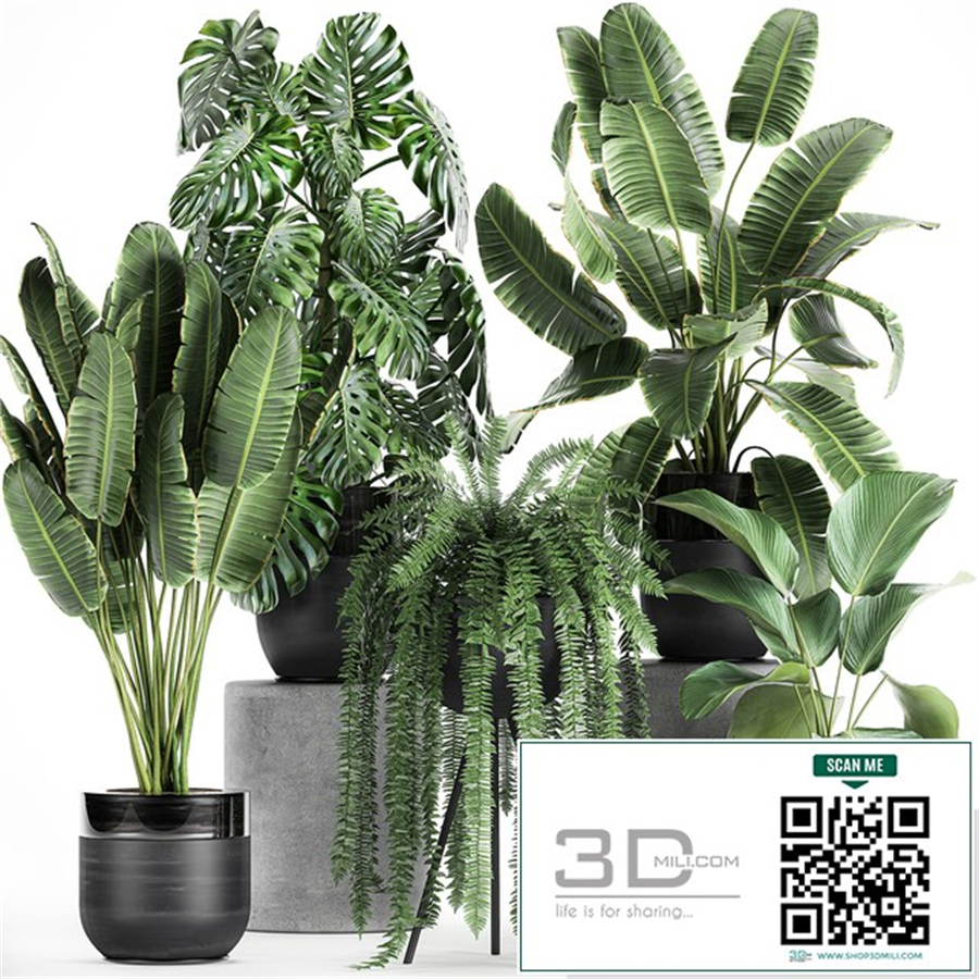Collection of plants in black pots with Monstera, banana palm, strelitzia, fern, calathea lutea, luxury decor. Set 710.