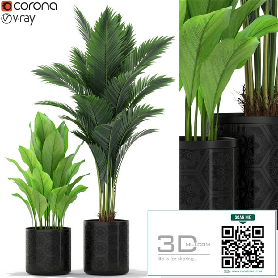 Plants collection 380