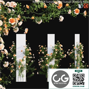 Royal Sunset Climbing Rose 03
