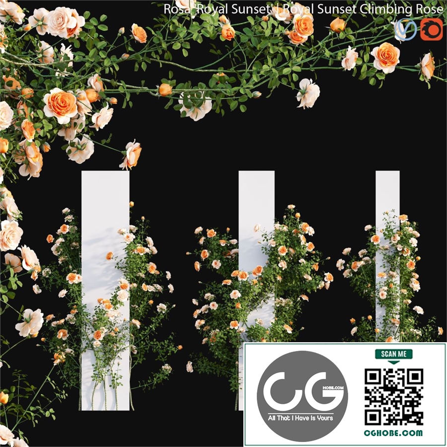 Royal Sunset Climbing Rose 03