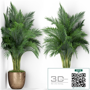 Plants collection 386