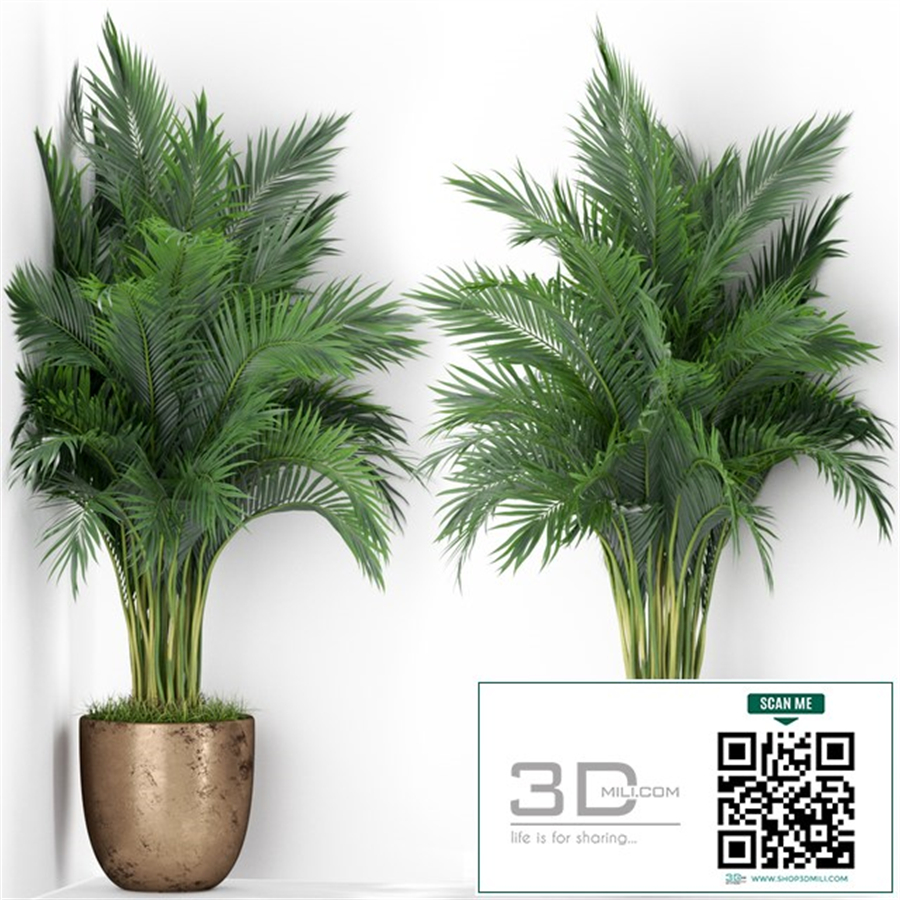 Plants collection 386