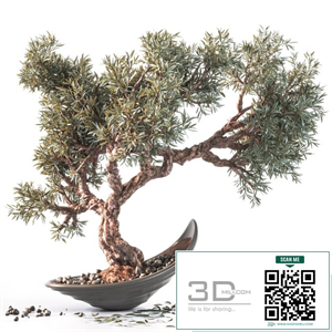 Household olive plant