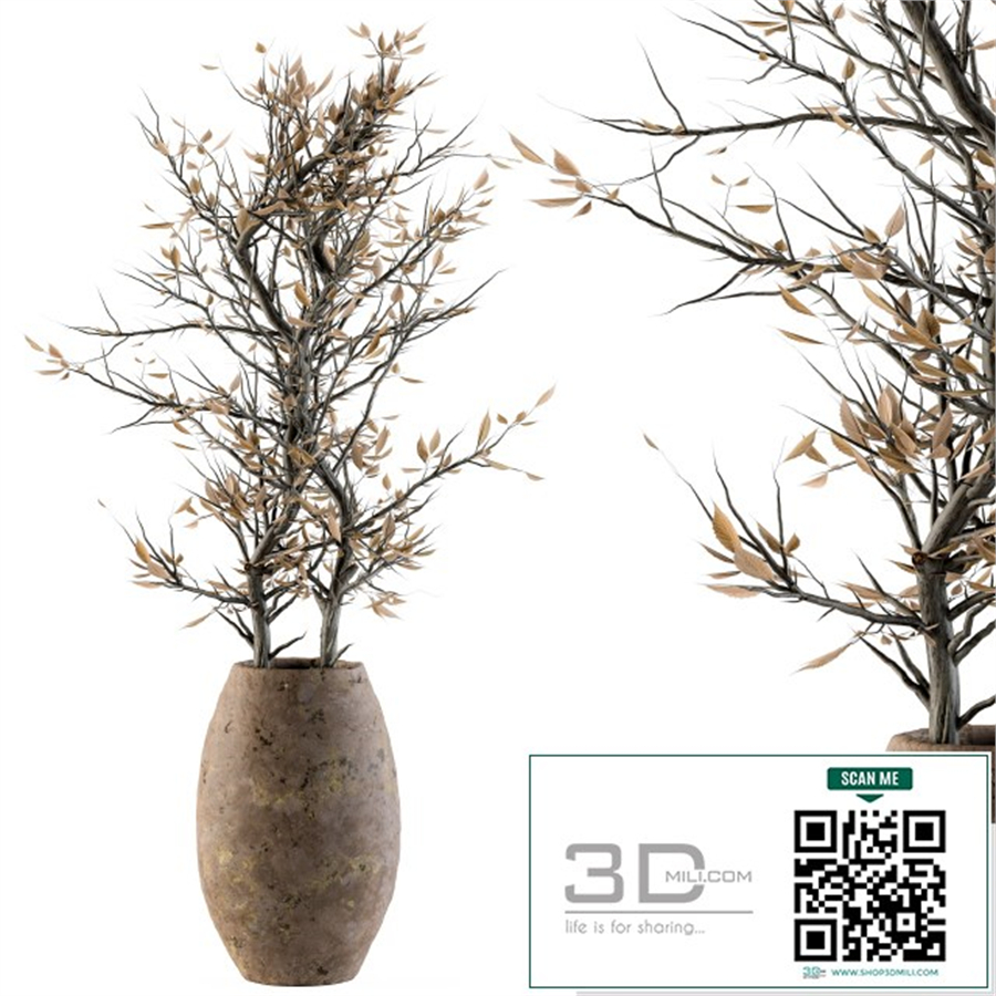 indoor Plant Set 85 - Dried Plant