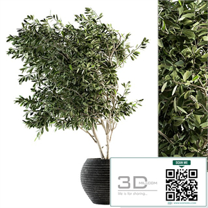 indoor Plant Set 87 - olive