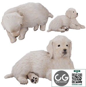 Labrador puppy