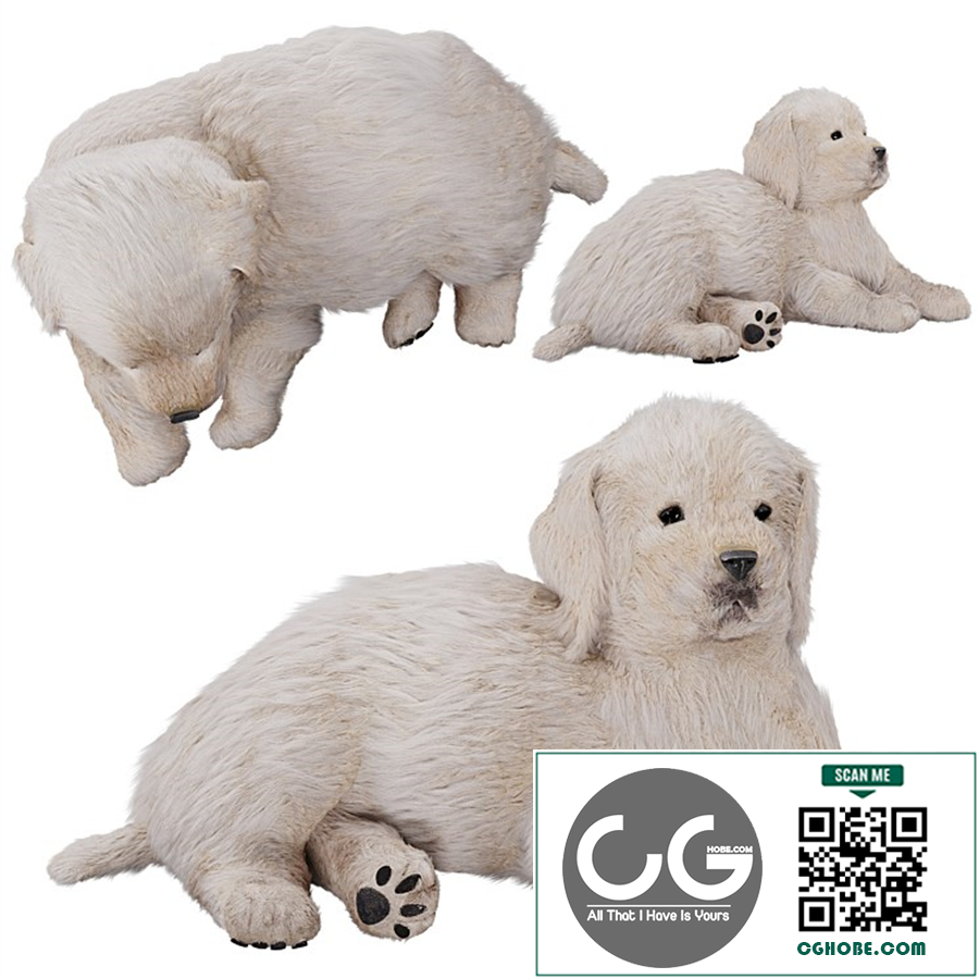 Labrador puppy