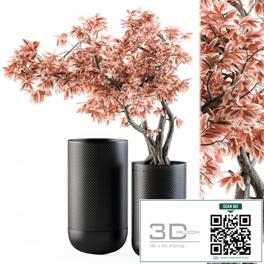Bouquet Set 17 - Pink Bonsai