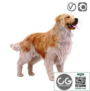 Golden retriever