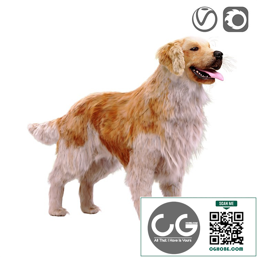 Golden retriever