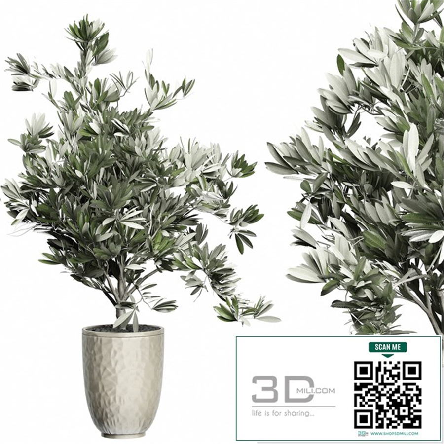 Flower Pack 123 - Olive Tree