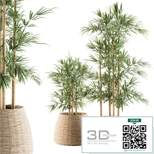 indoor Plant Set 93 - Palm in Mat Pot