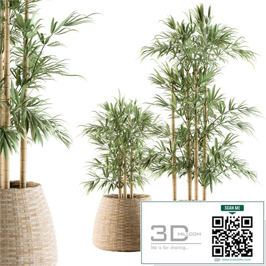 indoor Plant Set 93 - Palm in Mat Pot
