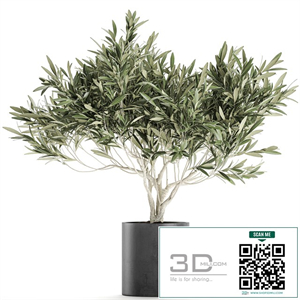 Decorative small olive tree in a black concrete pot, topiary. Set 732.