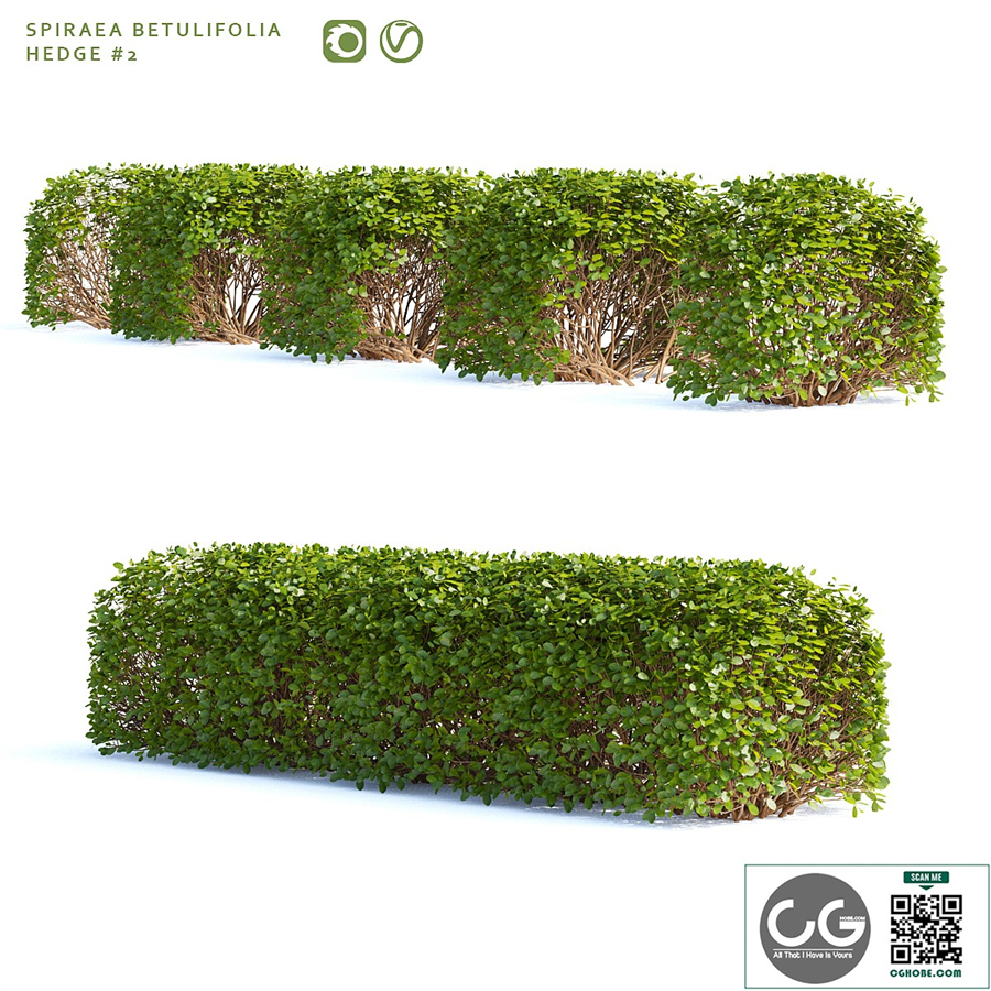 Spirea birch-leaved Hedge | Spiraea betulifolia # 2