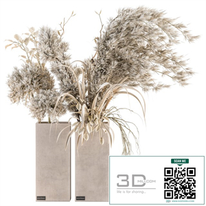 Dry plants 39 - Dried Plant Pampas