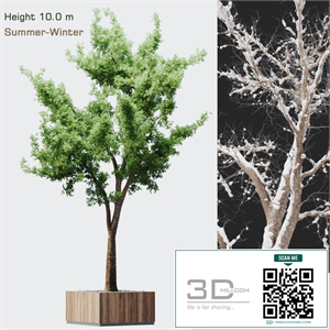 Tree summer-winter