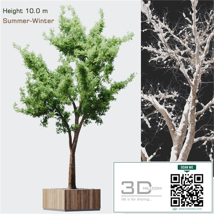 Tree summer-winter