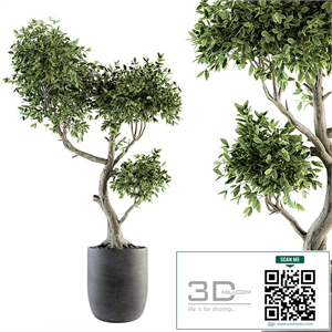 Plant Big Bonsai Indoor Plants 110