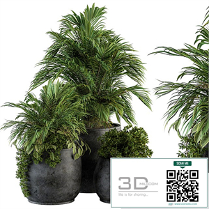 indoor Plant Set 113 - Black Pot
