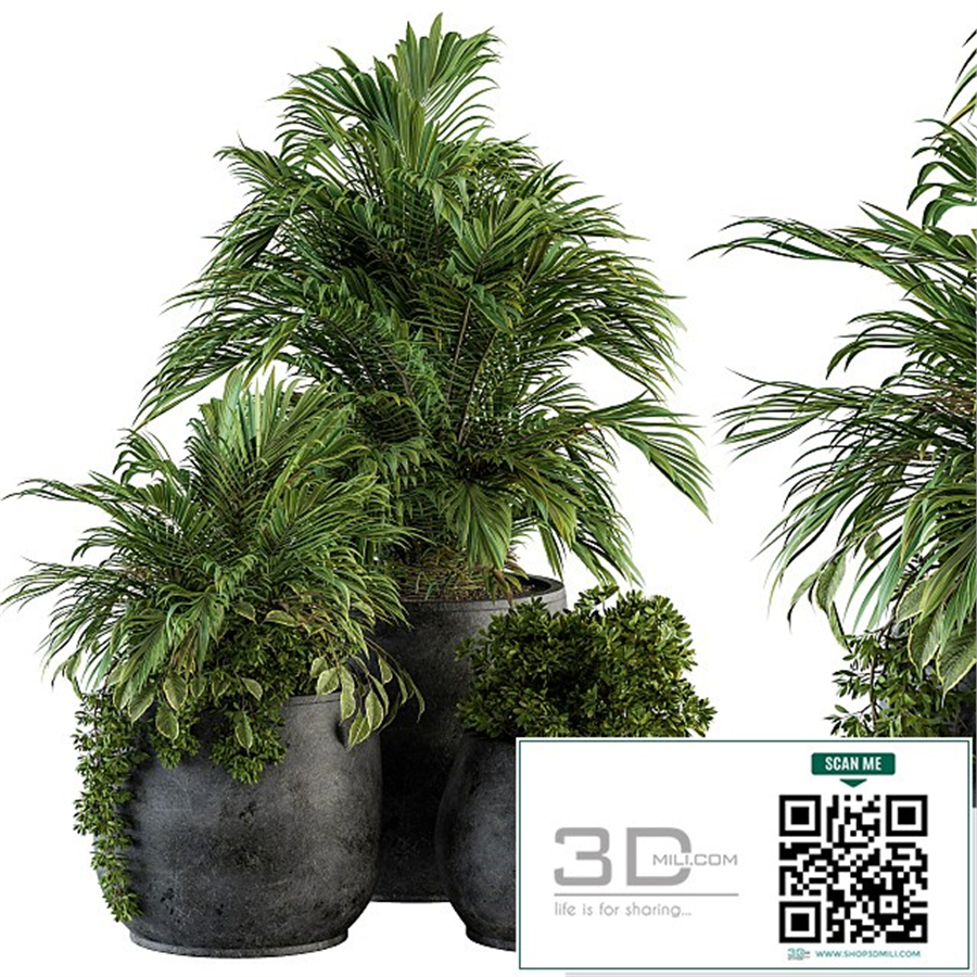 indoor Plant Set 113 - Black Pot