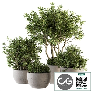 Outdoor Plants tree in Concrete Pot - Set 128