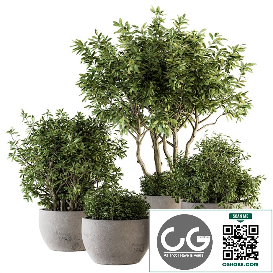 Outdoor Plants tree in Concrete Pot - Set 128
