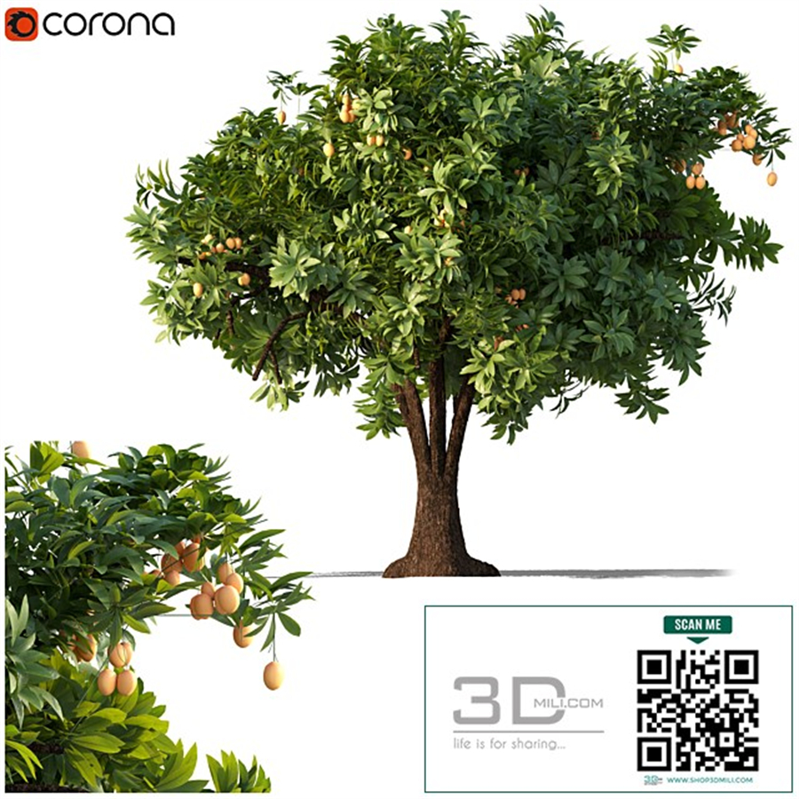 Mango tree