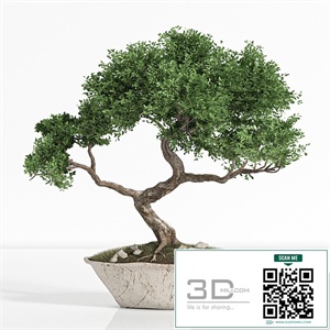 plant bonsai02