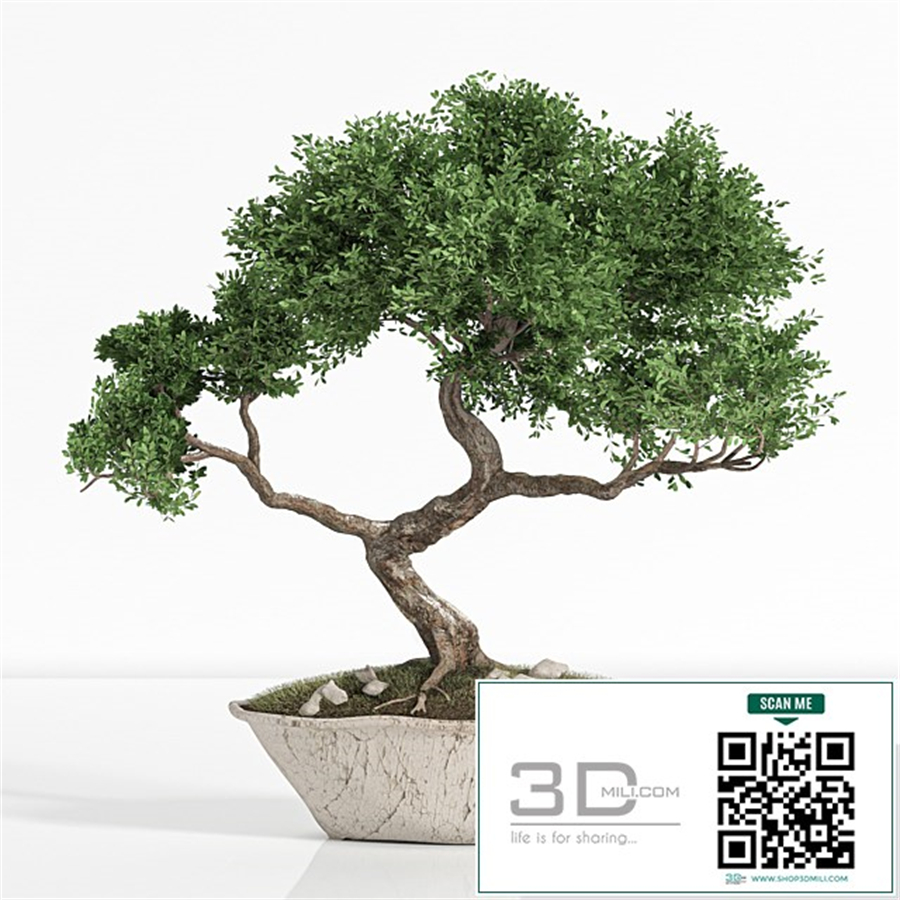 plant bonsai02