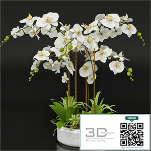 Orchid 13