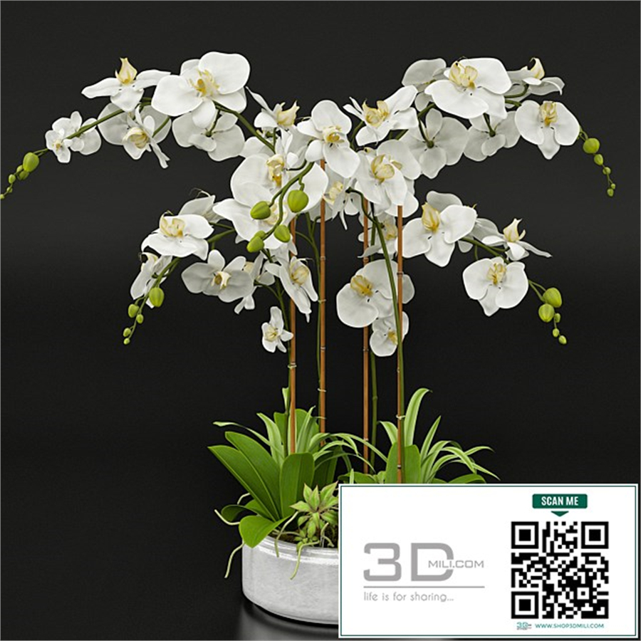 Orchid 13