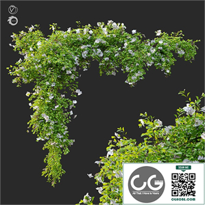 Hanging Plant 12