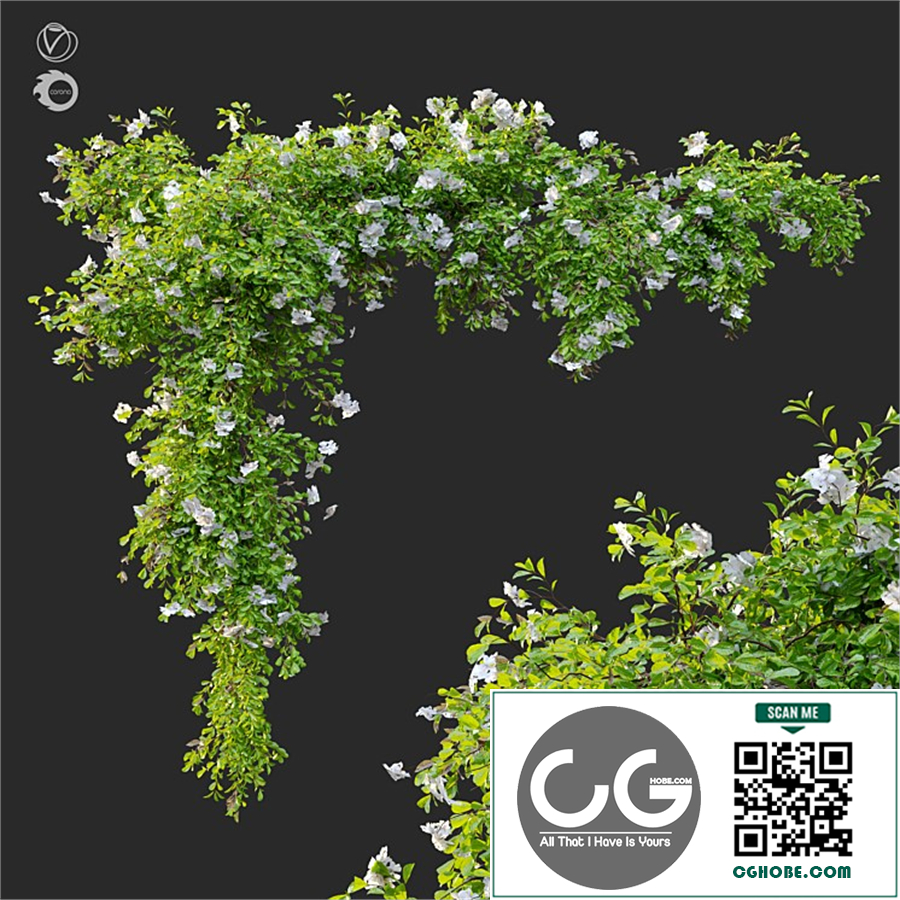 Hanging Plant 12