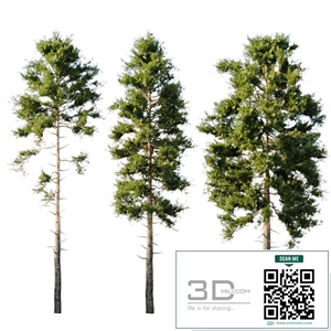 Pinus sylvestris 18m