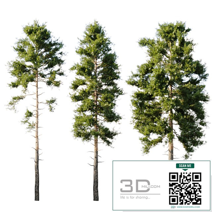 Pinus sylvestris 18m