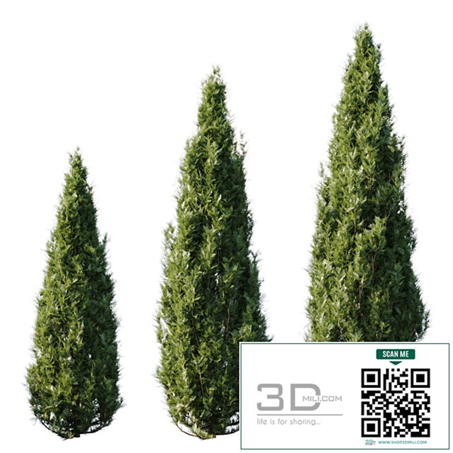 Thuja