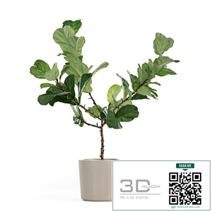 Photorealistic Ficus Lyrata pot 150cm 3D model