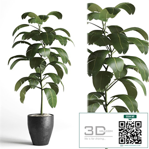 indoor plant 03