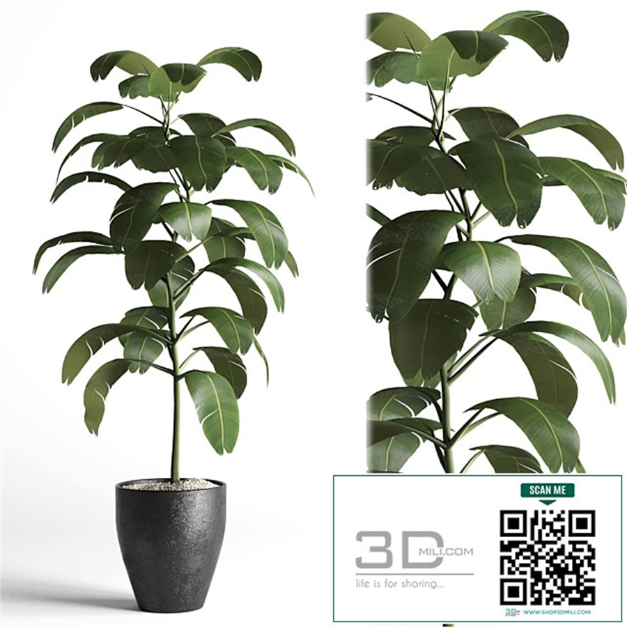 indoor plant 03