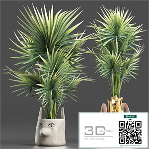 Plants Collection 198 Sabal Minor