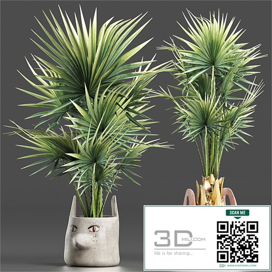 Plants Collection 198 Sabal Minor
