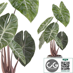 Plants collection 088 - alocasia pink dragon