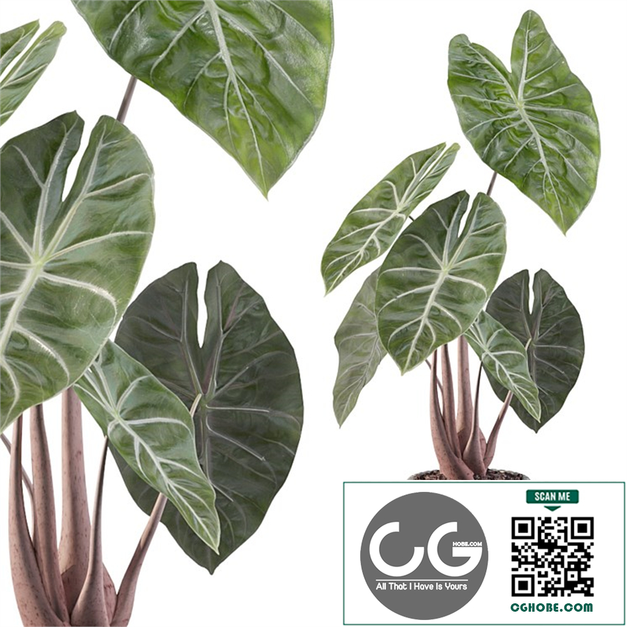 Plants collection 088 - alocasia pink dragon