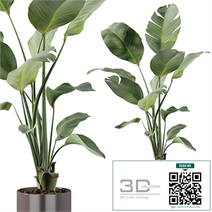 Plants collection 093 - strelitzia