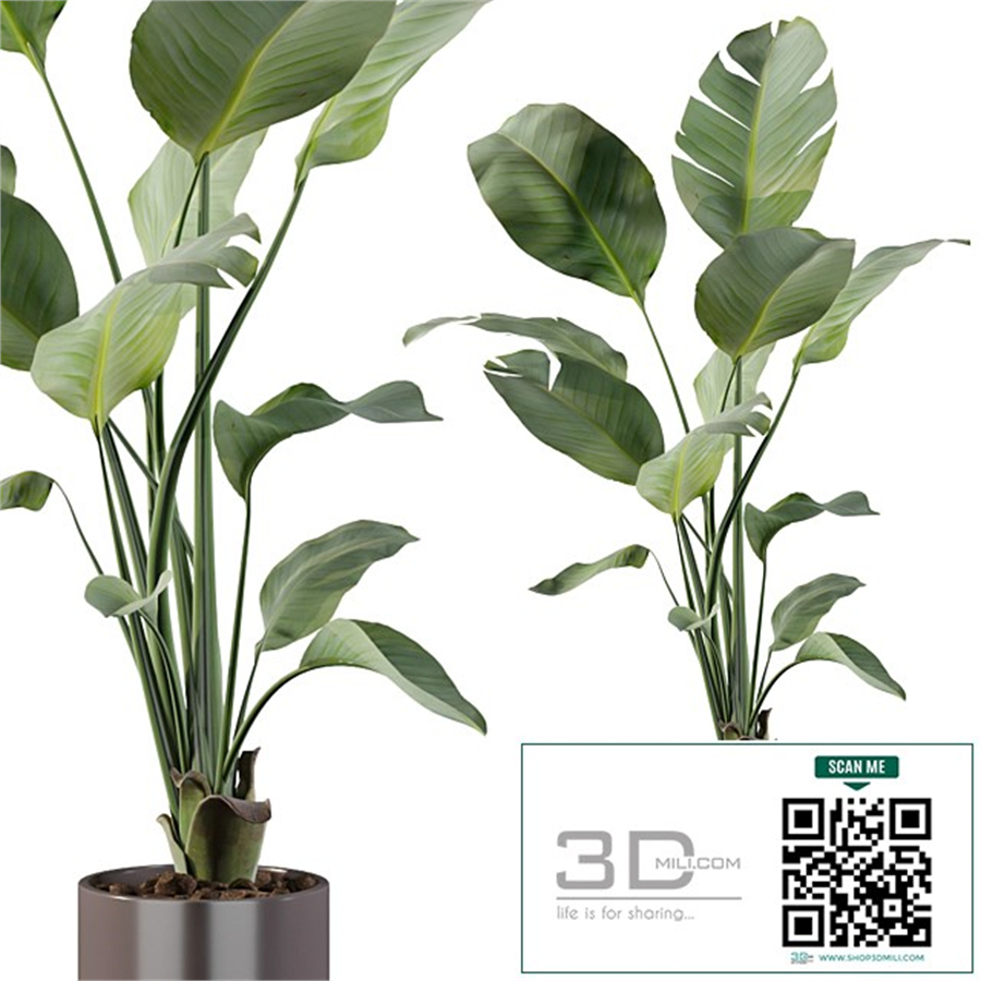 Plants collection 093 - strelitzia